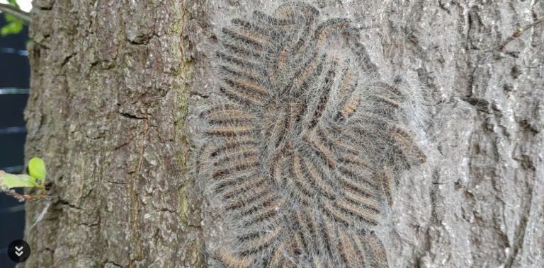 Die Stadt Delbrück bittet die Bevölkerung um Mithilfe bei Schädlingsbefall